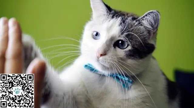 猫手欠狗嘴贱,究竟是为啥!?