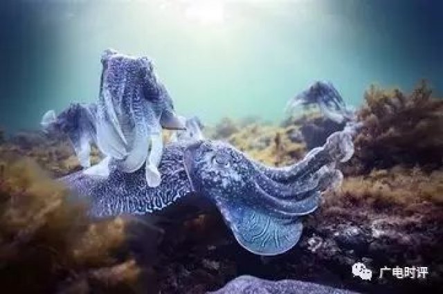 纪录片动态|刘易斯·索鲁带三部新纪录片回归BBC2;Y