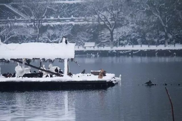 等一场花开的雪