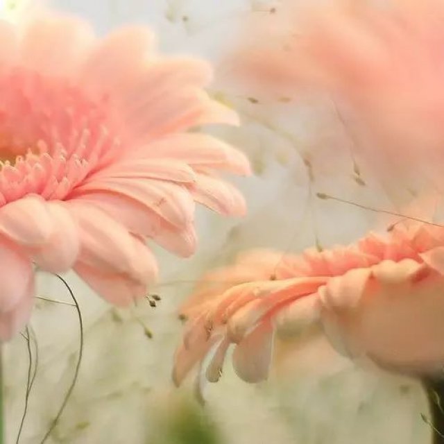 听故事丨花朵正中,是蕊