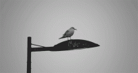 ̷ | һƬɵ